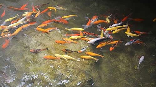 养鱼不为钓鱼，清污净水以鱼治河才是目的