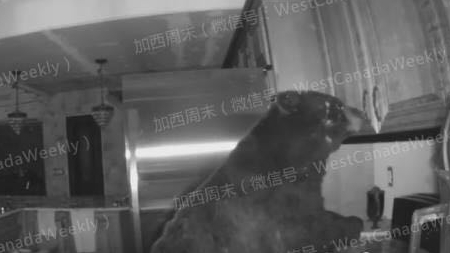 熊出入！黑熊走进加拿大民宅打开冰箱找吃的