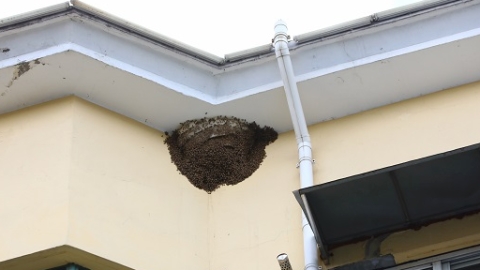 现场目击｜厨房窗外惊现大蜂巢 杀虫公司开价4500元