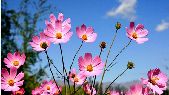 七夕会? 旅游|黄河清湿地：纯朴至美，如梦似画