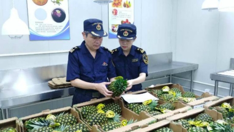 沪上吃货有福啦！在首届进博会上征服国人味蕾的“世界最甜菠萝”来啦