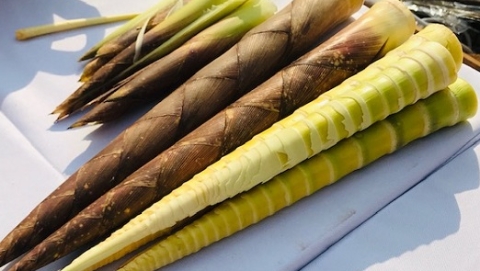 沪遵扶贫又有新成果 方竹笋入沪带来大山深处的自然鲜味