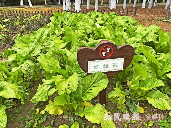 图说：“心灵花园”种植了不少蔬菜 新民晚报记者 郜阳 摄.jpg