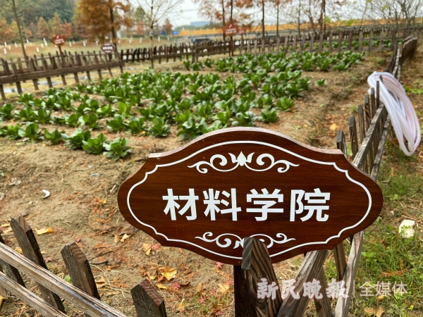 图说：材料学院学生种植的小白菜到了收获季节 新民晚报记者 郜阳 摄.jpg