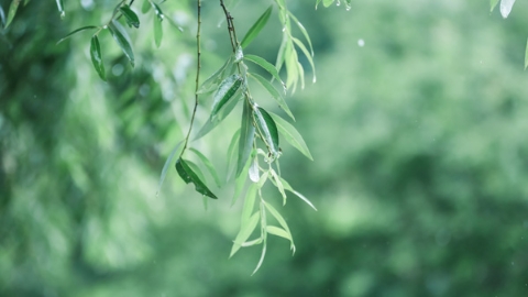 不管你喜不喜欢，树叶就在那里，该长就长，该落则落
