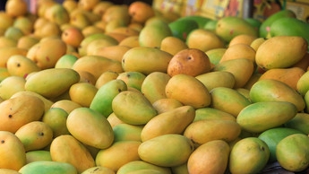 柬埔寨芒果来了！近年柬农产品出口中国势头强劲