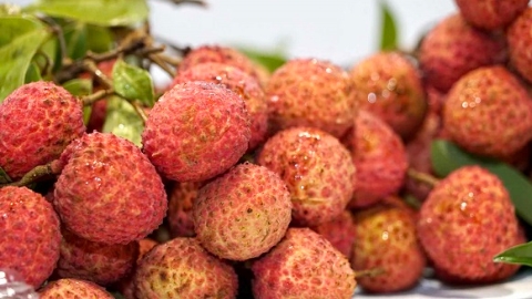 广东荔枝古树“远嫁”上海 全国采购商和上海市民同选“佳荔”