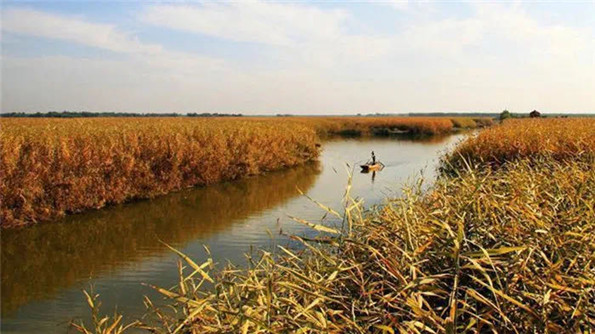 白洋淀的芦苇四季皆秀