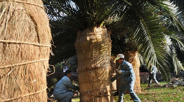 寒潮中，小区热带树命运多舛 专家：绿化设计应“适地适树”