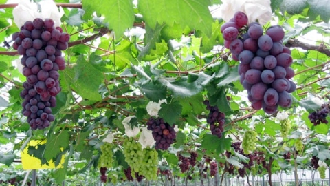 十日谈｜葡萄采摘几多趣