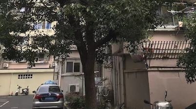 树木枝叶茂盛几乎伸进居民家中 遮光招虫谁来管管
