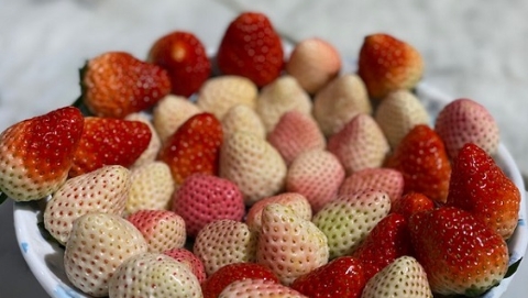 助力消费扶贫，云南“粉玉”草莓首次登陆申城