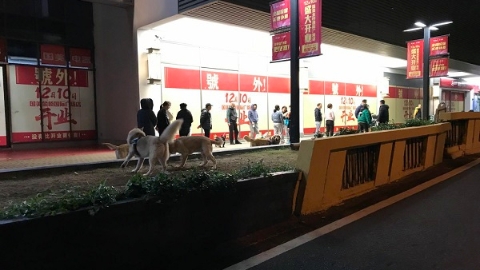 新闻追踪丨不牵绳不戴狗罩遛大型犬只 金桥国际商业广场又成“遛狗乐园”