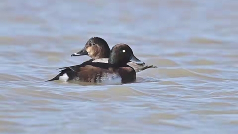 南汇东滩迎来“稀客”：全球仅剩千余只，堪称鸟中“大熊猫”