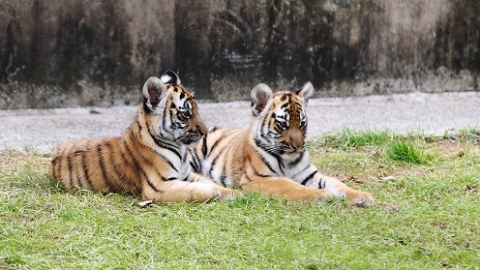 苏州动物园华南虎幼崽四姐妹今迎百日
