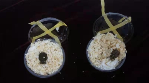 活体甲虫想蒙混入境？海关：必须拦截