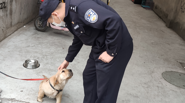 盗只小“金毛”  两人被行拘