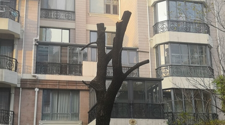 上海滩花园洋房：“过度修剪”惹众怒 物业砍伐树木不报审
