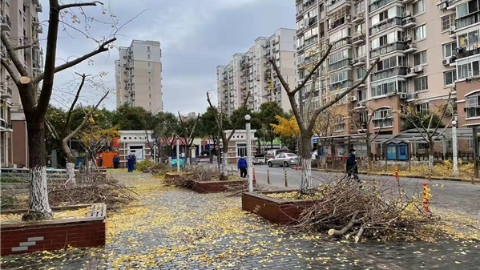 银杏金叶灿烂时，“黄金大道”遭“团灭”