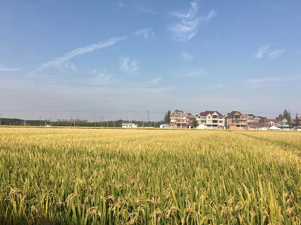 田园风光2.jpg