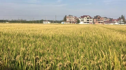 从脏乱差齐聚到首批乡村振兴示范村 宝山这个村有啥秘诀？