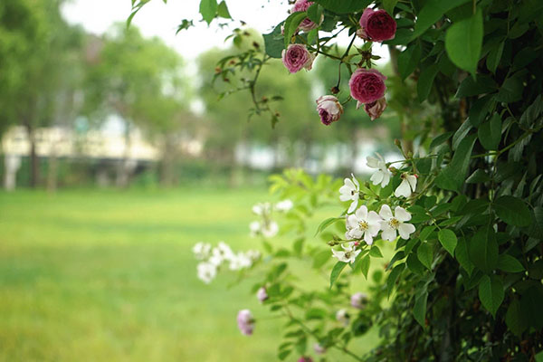 乡愁寄此乡 | 花卉产业带动“美丽经济”，宝山月浦聚源桥村成远近闻名“花园村”