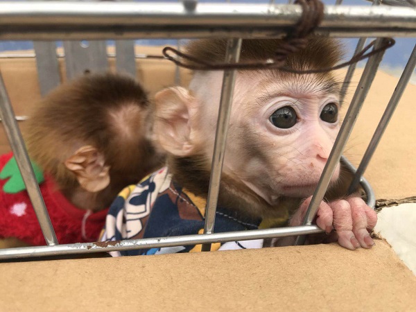 夫妻俩诱捕国家二级保护动物猕猴当宠物 道口被查获