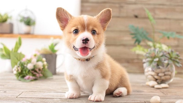 首页 民生 邻声 正文   第二十届亚洲宠物展将于8月26日-27日在上海新