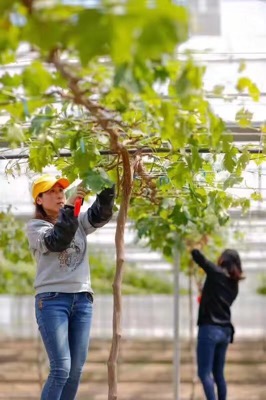农二代张勤美回归乡村成为葡萄种植能手.jpg