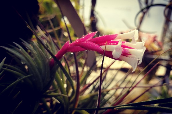 千余株凤梨本周亮相上海植物园 别想歪了 伊不是水果 手机新民网