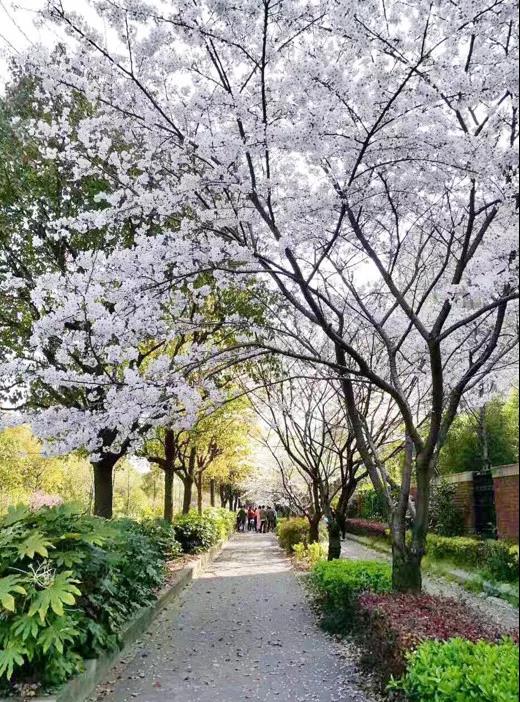 收好不谢2018上海最全樱花观赏地指南