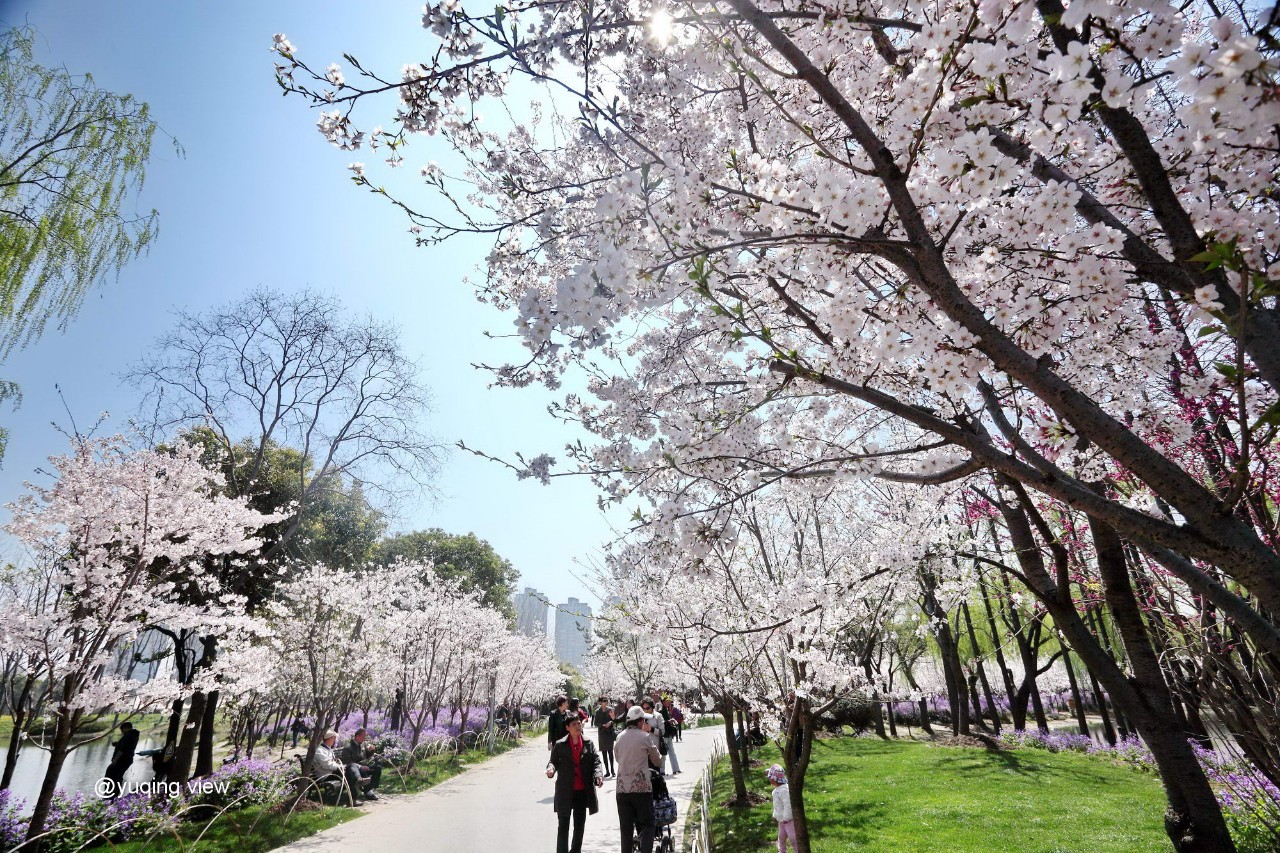 收好不谢2018上海最全樱花观赏地指南