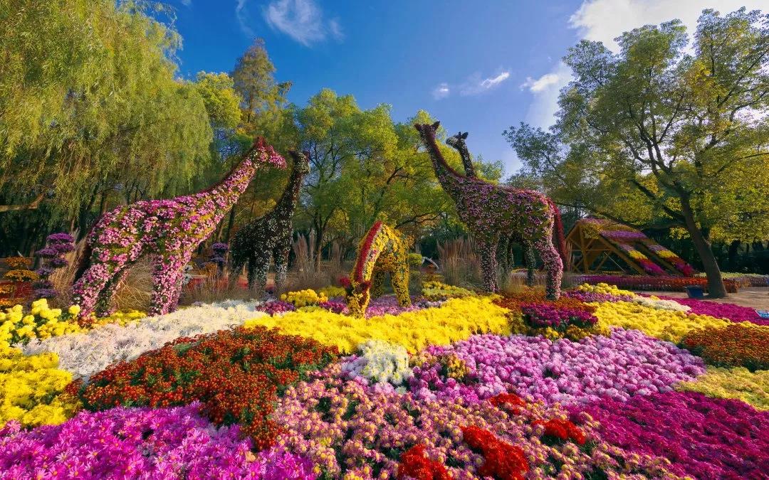 9月去魔都各大公园赏精彩花展