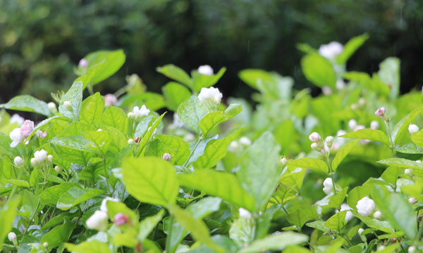 香花信徒 手机新民网 香花信徒 手机新民网
