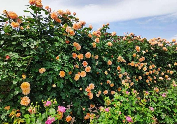 图说:月季展里的"印象派"目前,辰山植物园正在举办月季展,展览从4月26