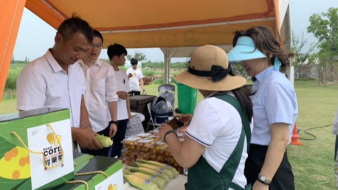 2019年上海鲜食玉米文化周开幕 举行品鉴评优活动
