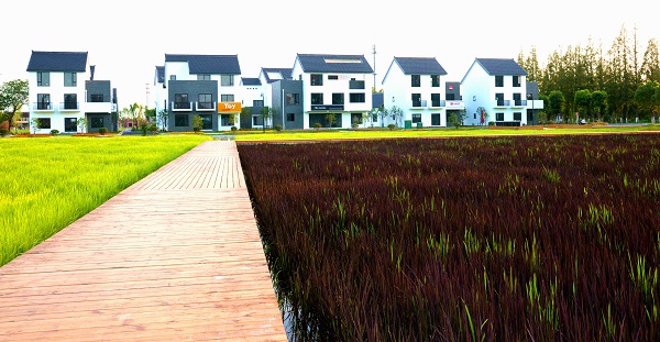 2018年,向阳村被确定为上海市首批乡村振兴示范村创建.