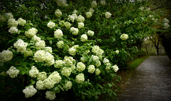 共青森林公园木绣球绽放满树小清新带来希望