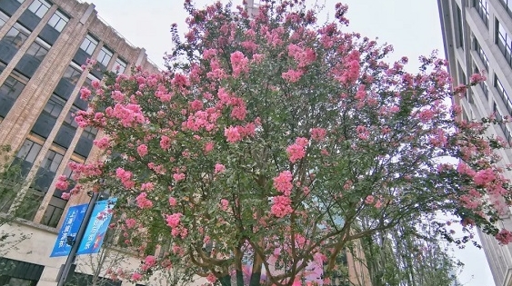 紫薇正当时 青枫将转红 细数南京路步行街东拓段的“明星植物”