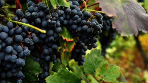 霜冻、干旱、火灾……法国葡萄业遭遇“黑色之年”